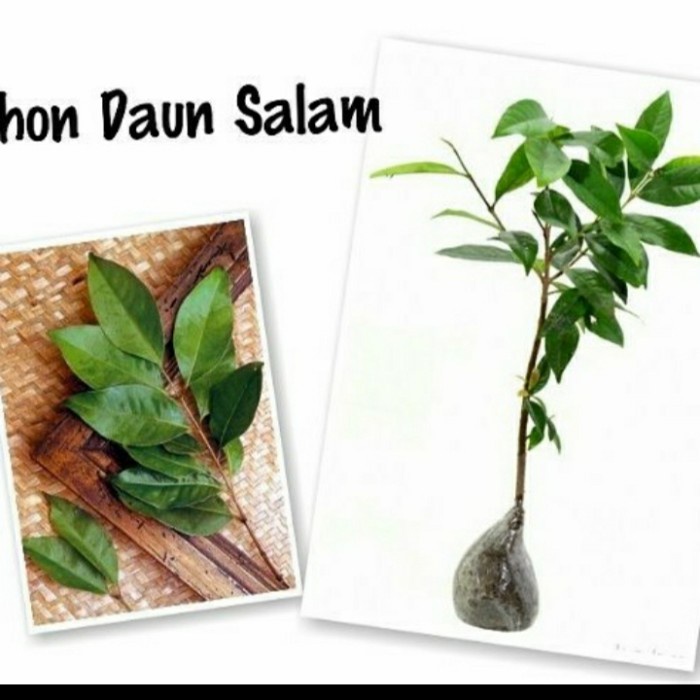 Jual Bibit Tanaman Daun Salam Pohon Salam Bumbu Dapur Shopee Indonesia