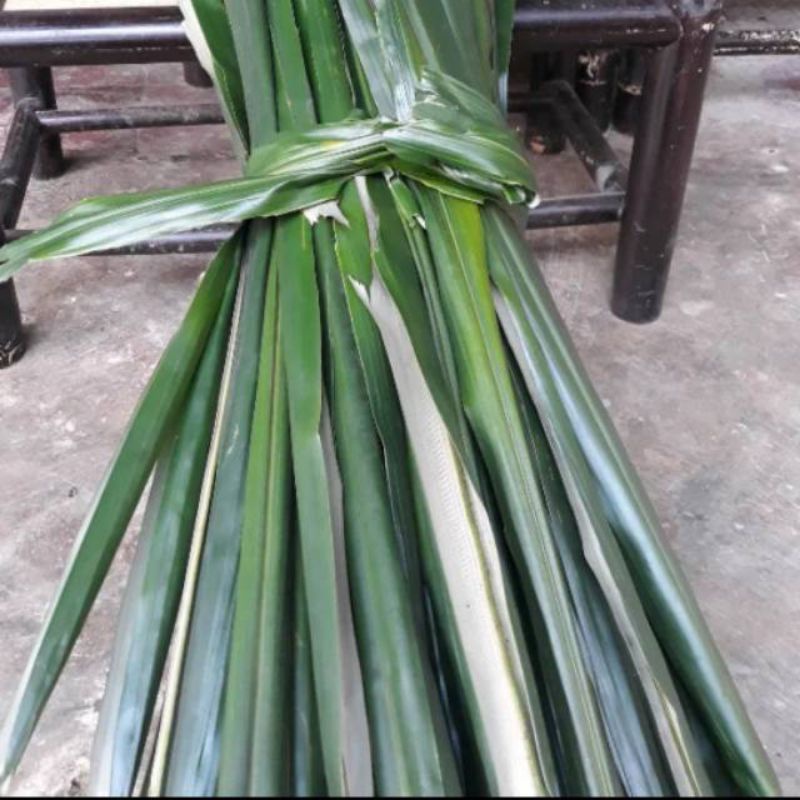 Jual Daun Pohon Aren Super Segar Terbaik Kg Murah Ready Stokk Shopee