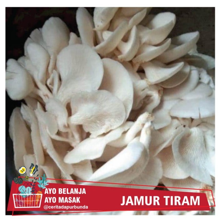 Jual JAMUR TIRAM JAMUR PUTIH SEGAR Harga Per Bungkus Sembako Murah