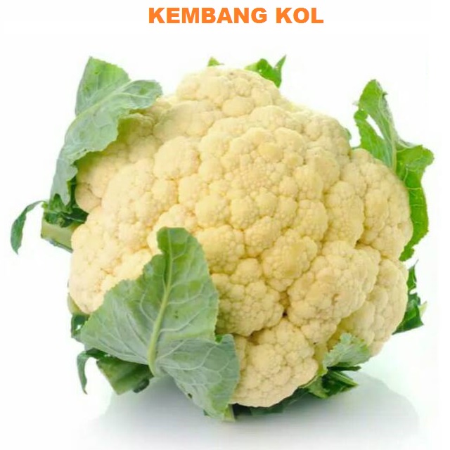 Jual COD 50 Biji Benih Bibit KEMBANG KOL KEMBANG KOL UNGGULAN