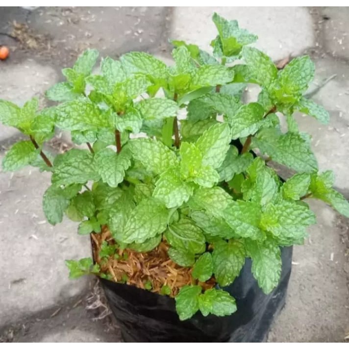 Jual Paket Tanaman Herbal Daun Mint Bibit Tanaman Herbal Daun Mint