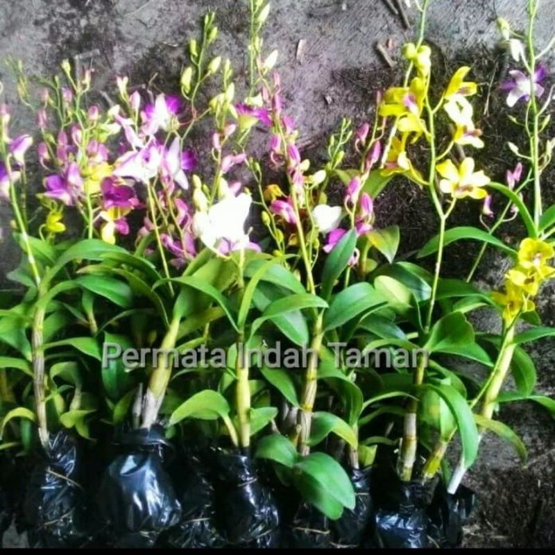 Jual ANGGREK DENDROBIUM SIAP BERBUNGA Sudah Spike Knop DENDROBIUM