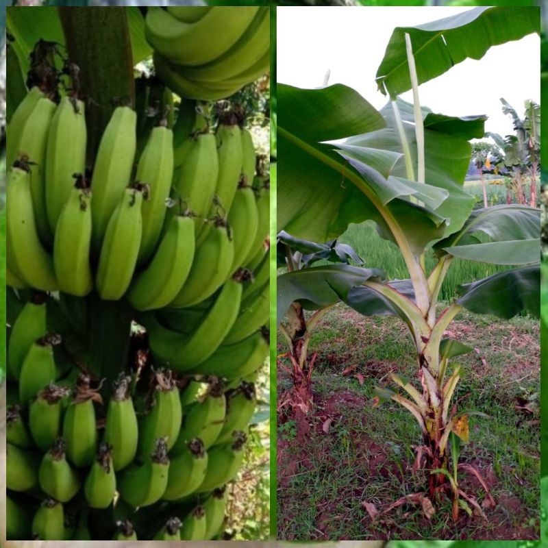 Jual Bibit Tanaman Buah Pisang Ambon Mini Unggul Shopee Indonesia