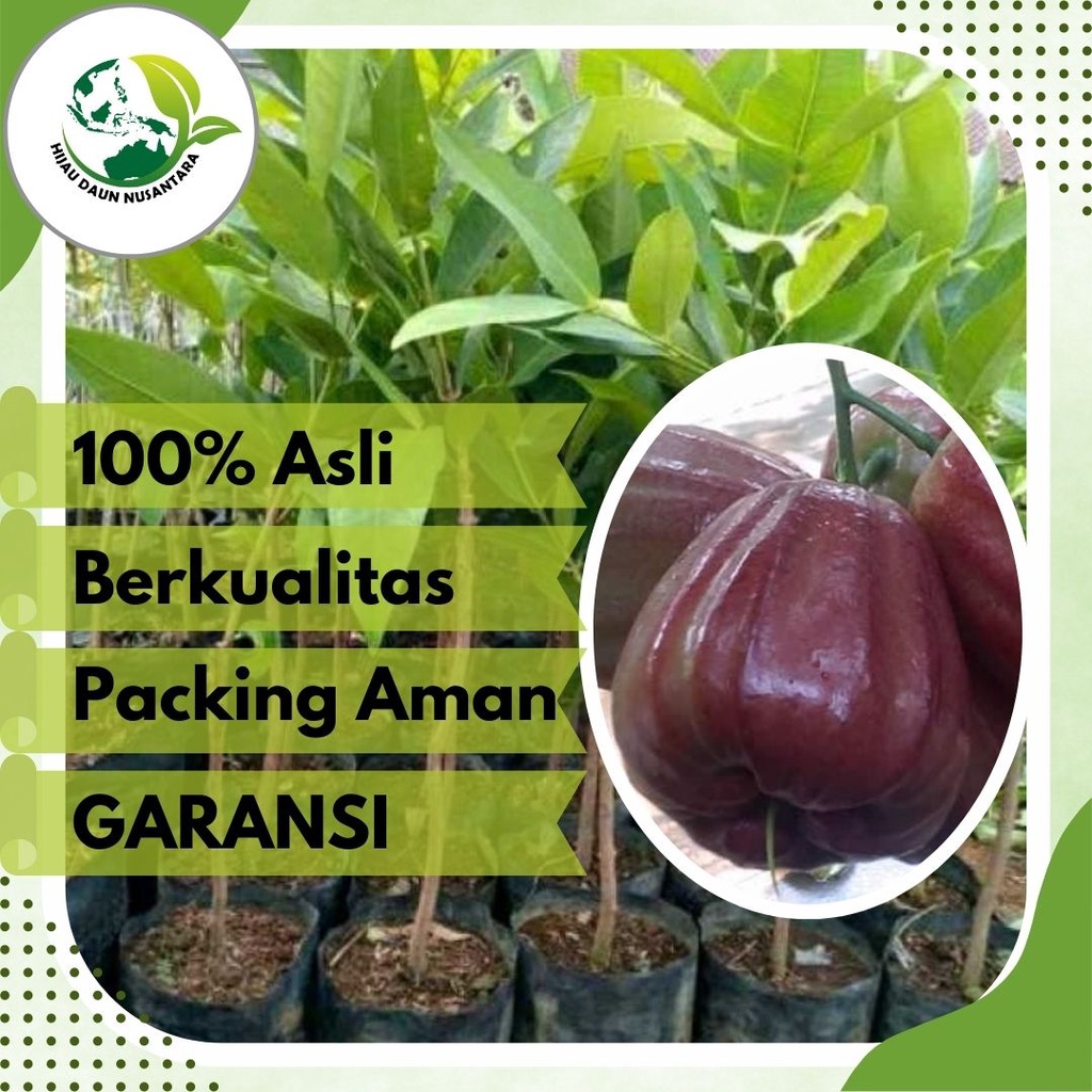 Jual Bibit Jambu Air Dalhari Asli Tanaman Buah Hasil Okulasi Super