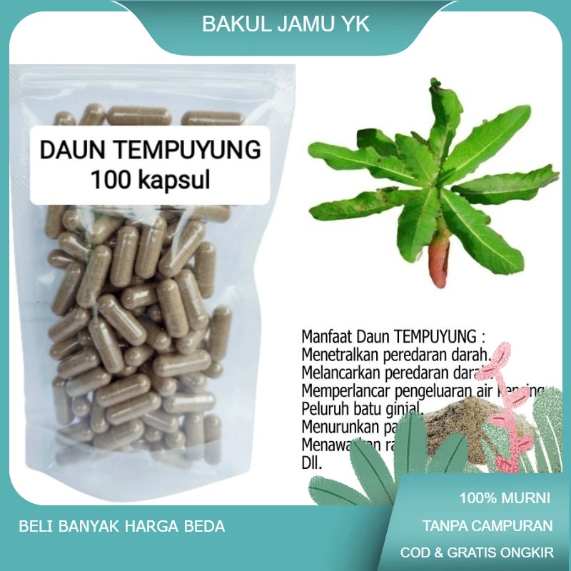 Jual Kapsul Daun Tempuyung Isi Kapsul Untuk Batu Ginjal Shopee