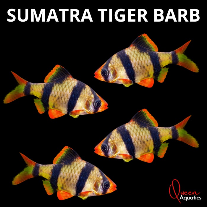 Jual Surat Karantina Ikan Hias Sumatra Tiger Barb Shopee Indonesia