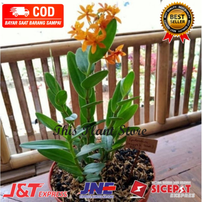 Jual Tanaman Hias Epidendrum Anggrek Tanah Shopee Indonesia