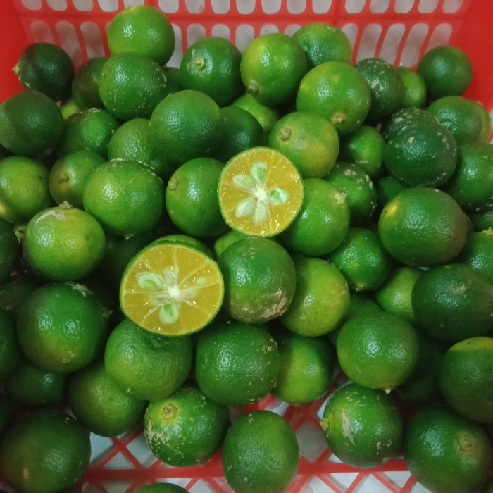 Jual JERUK SONKIT KALAMANSI KASTURI KUNCI LEMON CUI Shopee