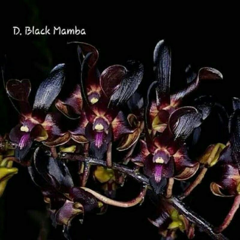 Jual SEEDLING ANGGREK DENDROBIUM BLACK MAMBA Shopee Indonesia