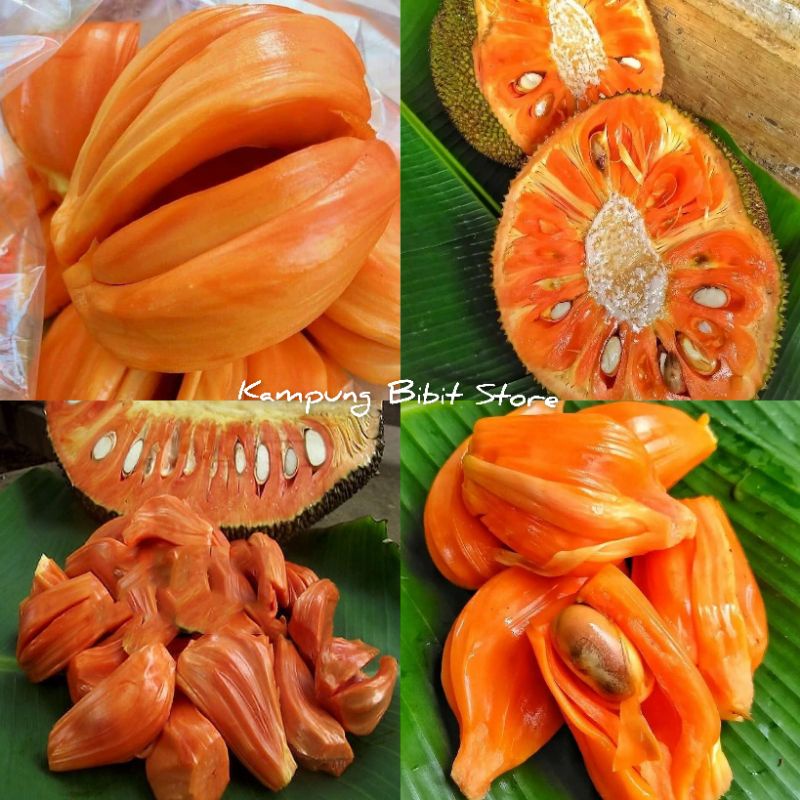 Jual Bibit Tanaman Nangka Merah Thailand Hasil Okulasi Cepat Berbuah