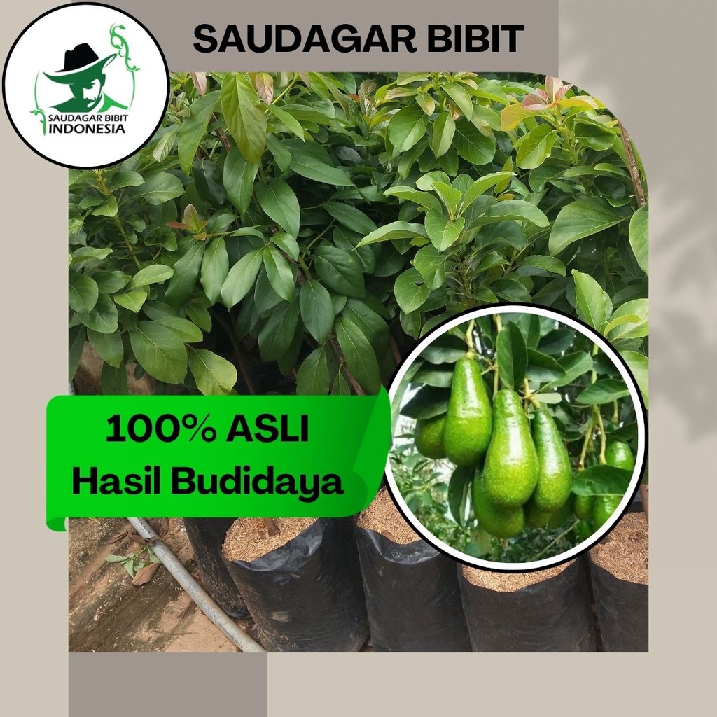 Jual Bibit Alpukat Aligator Asli Tanaman Buah Hasil Okulasi Super