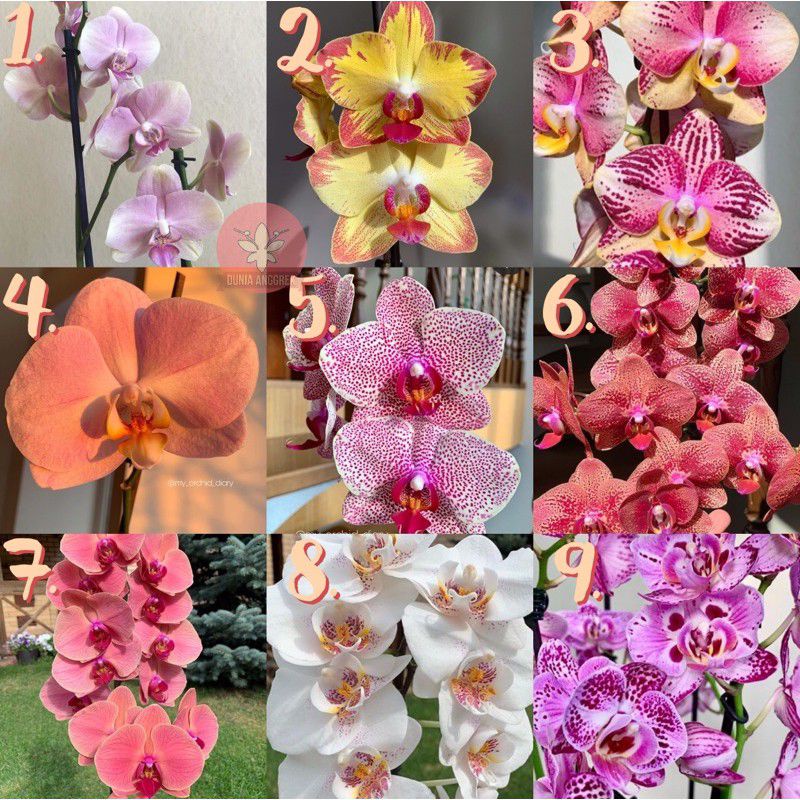 Jual PROMO PAKET 9 SEEDLING ANGGREK DENDROBIUM HYBIRD Shopee Indonesia