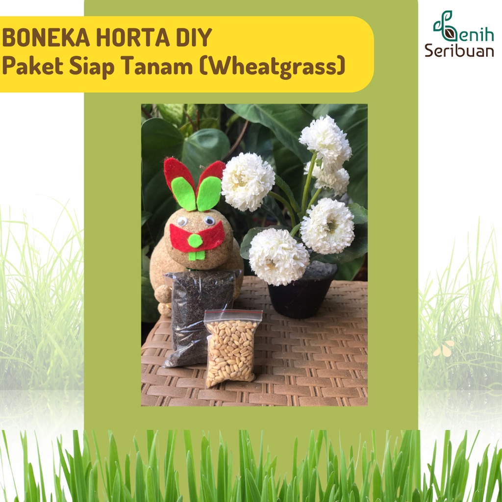 Jual BONEKA HORTA BENIH RUMPUT MICROGREEN DIY Paket Siap Tanam