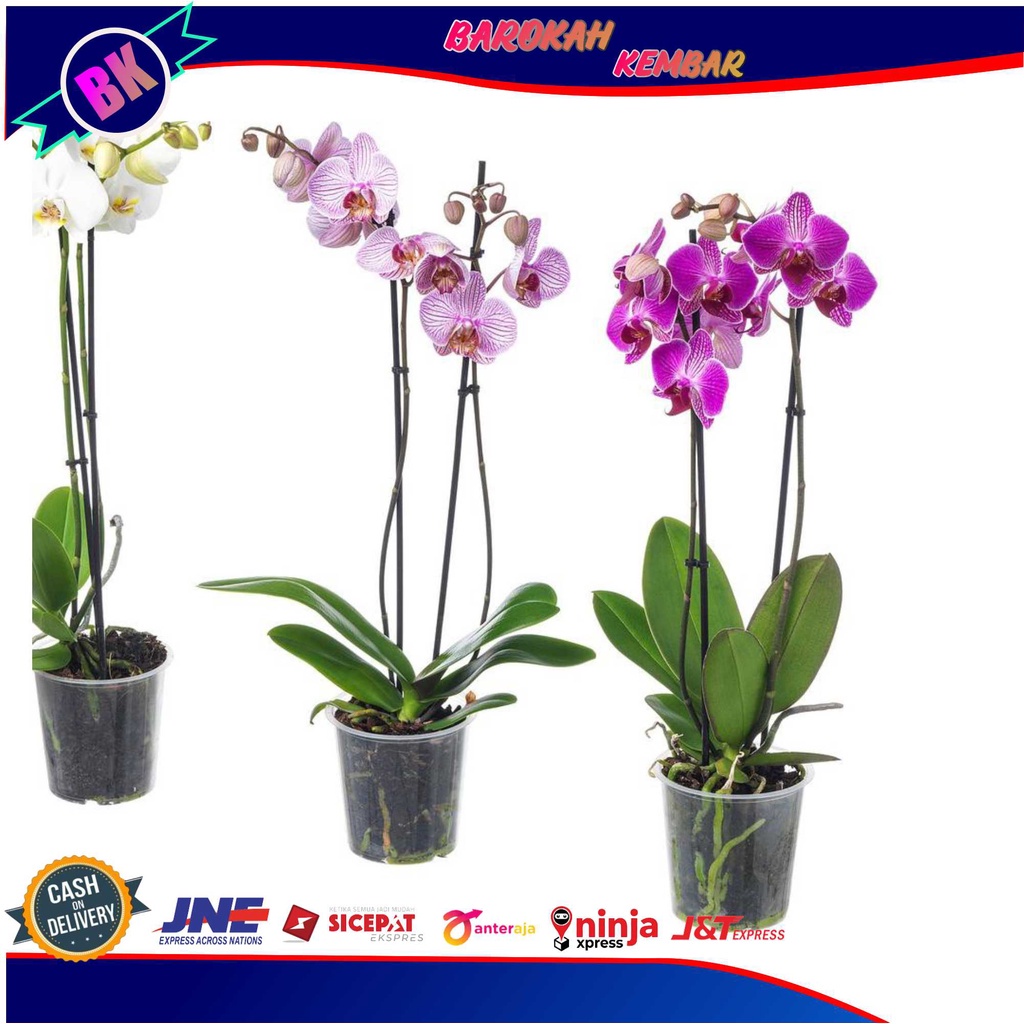 Jual ANGGREK DENDROBIUM DEWASA SIAP BERBUNGA Shopee Indonesia