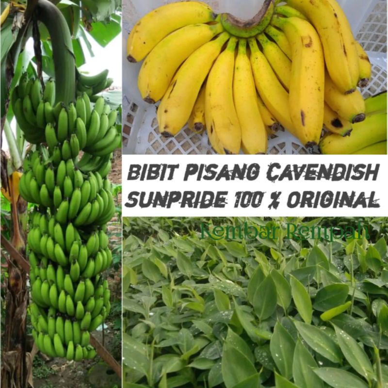 Jual Bibit Pisang Cavendish Original Bonggol Pisang Bibit Pisang