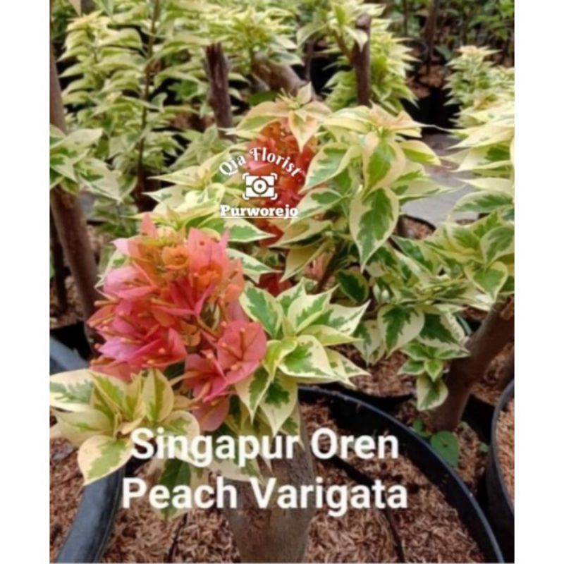 Jual Promo Tanaman Hias Bugenvil Variegata Singapore Oren Peach