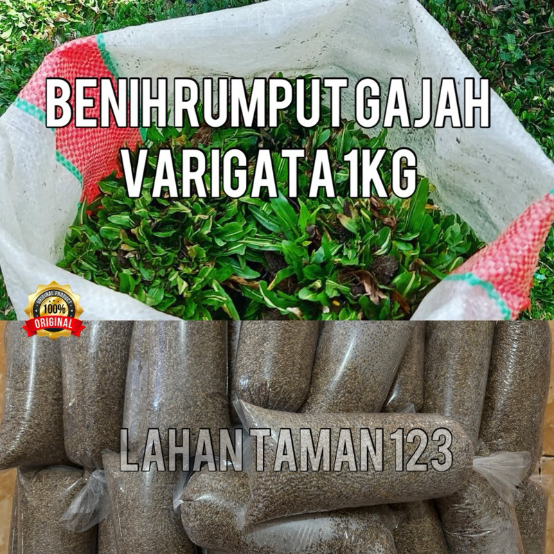 Jual Peromo Benih Rumput Gajah Mini Varigata 1kg Shopee Indonesia