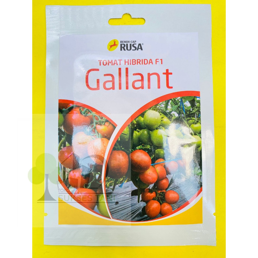 Jual Benih Tomat Gallant Hibrida F Kemasan Gr Dari Rusa Shopee