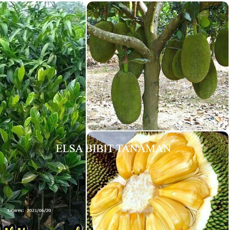 Jual Bibit Nangka Okulasi Super Cepat Berbuah Cocok Di Taruh Pot