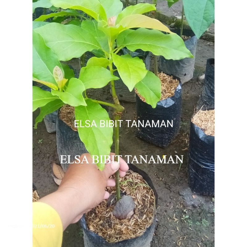 Jual Bibit Alpukat Hass Okulasi Cepat Berbuah Cocok Di Taruh Pot Beli