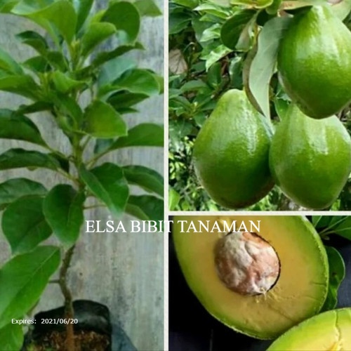 Jual BIBIT BUAH ALPUKAT MENTEGA JUMBO OKULASI CEPAT BERBUAH BELI 5