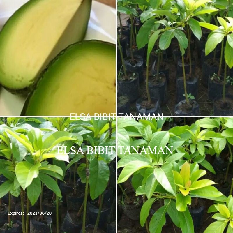 Jual Bibit Alpukat Non Biji Okulasi Cocok Di Taruh Pot Beli Gratis