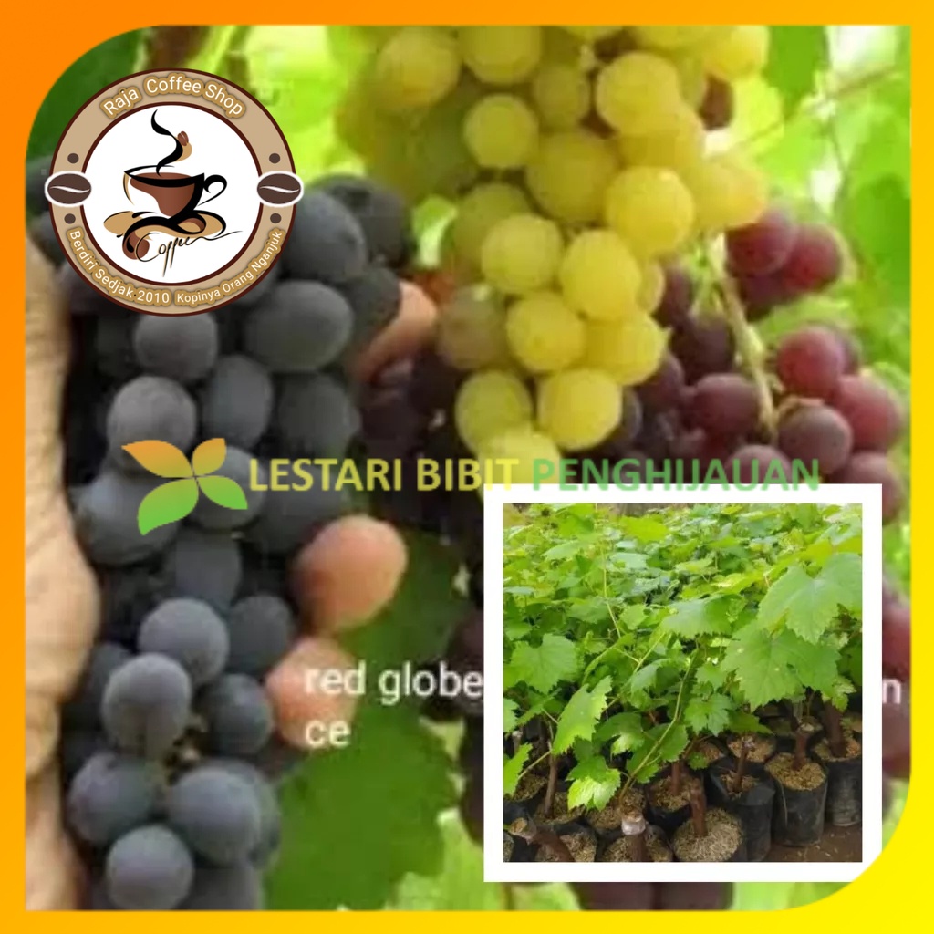 Jual Paket Hemat Bibit Anggur Merah Hijau Dan Hitam Shopee