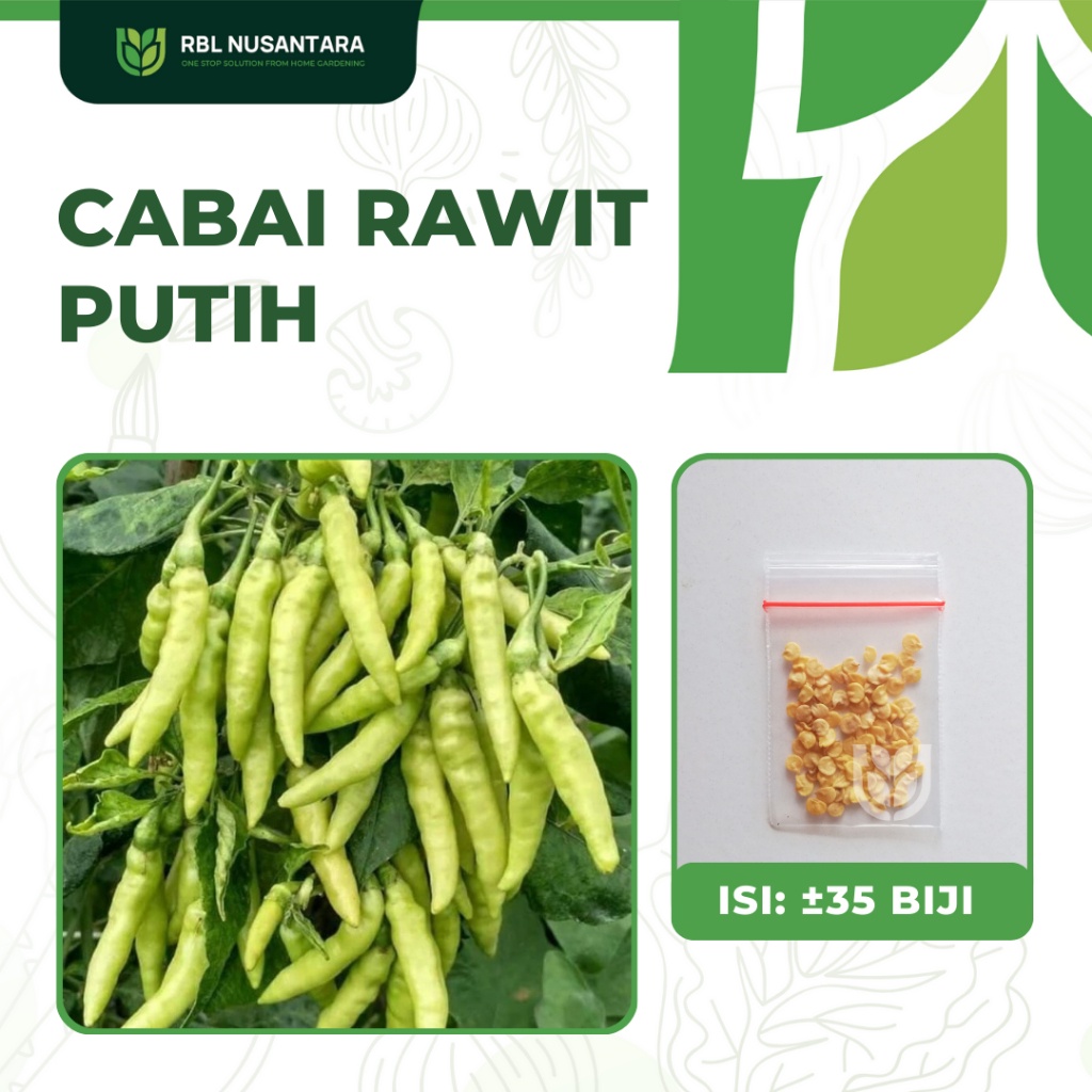 Jual 35 Benih Cabe Rawit Putih Cabai Sayur Sayuran Unggul Shopee