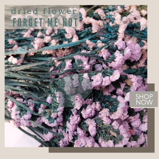 Jual Dried Flower Statice Limonium Forget Me Not Bunga Kering Asli