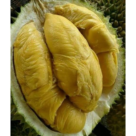 Jual Bibit Durian Bawor Super Besar Hasil Okulasi Cepat Berbuah