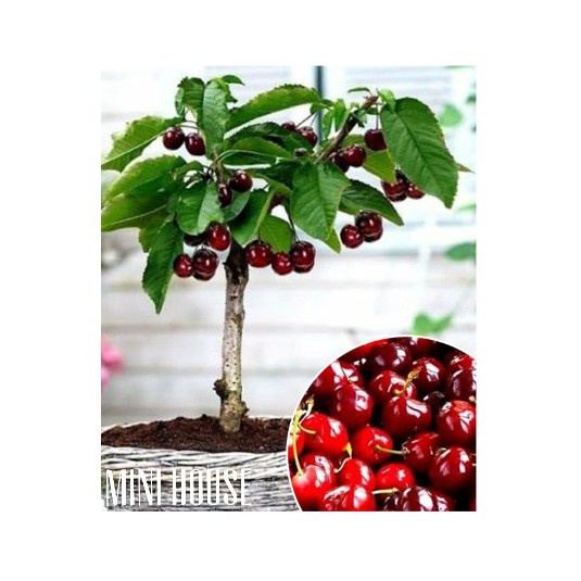 Jual BIBIT BIJI BENIH CHERRY IMPORT Shopee Indonesia