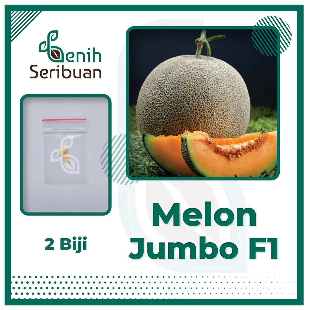 Jual 2 Benih Melon Jumbo F1 Hibrida Bibit Buah Melon Orange Manis Super