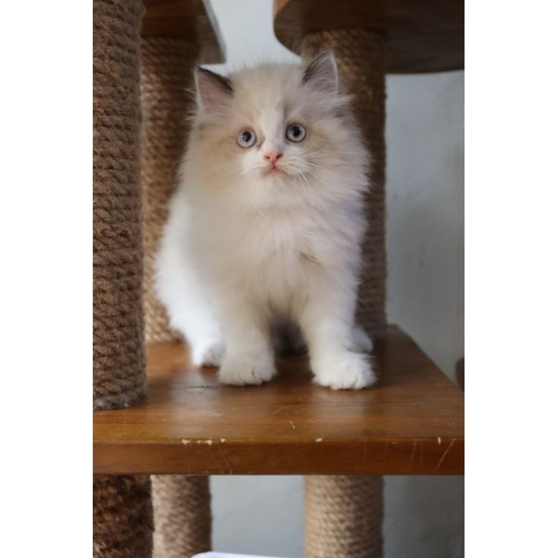 Jual KUCING PERSIA HIMALAYA RAGDOLL NORWEGIAN MUNCHKIN BY TAMARA CAT