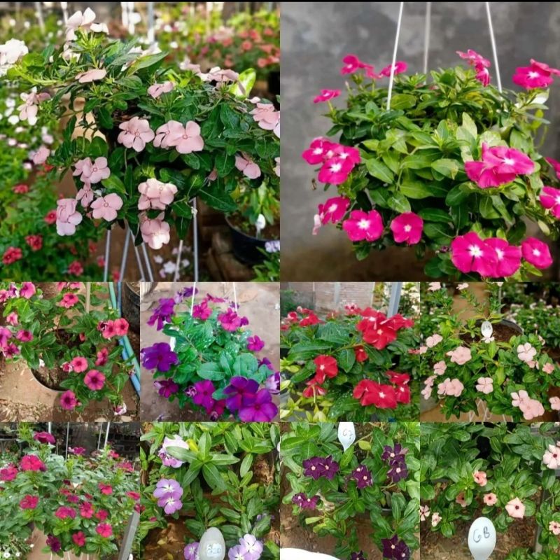 Jual Bunga Vinca Import Berbunga Tanaman Hias Bunga Gantung Vinca