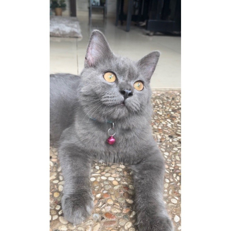 Jual Kucing British Shorthair Short Hair Bsh X Scottish Fold