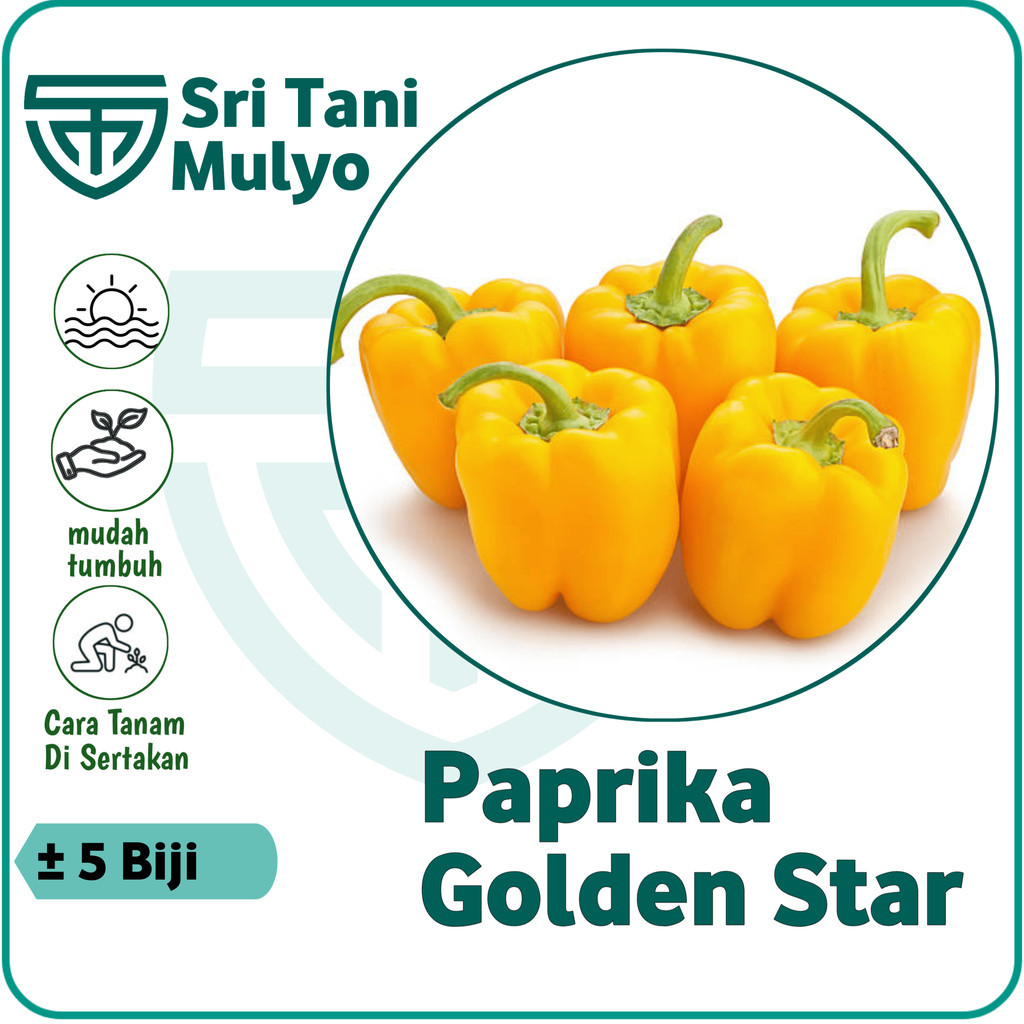 Jual 5 Biji Benih Paprika GOLDEN STAR F1 Cabai Paprika Kuning Bibit