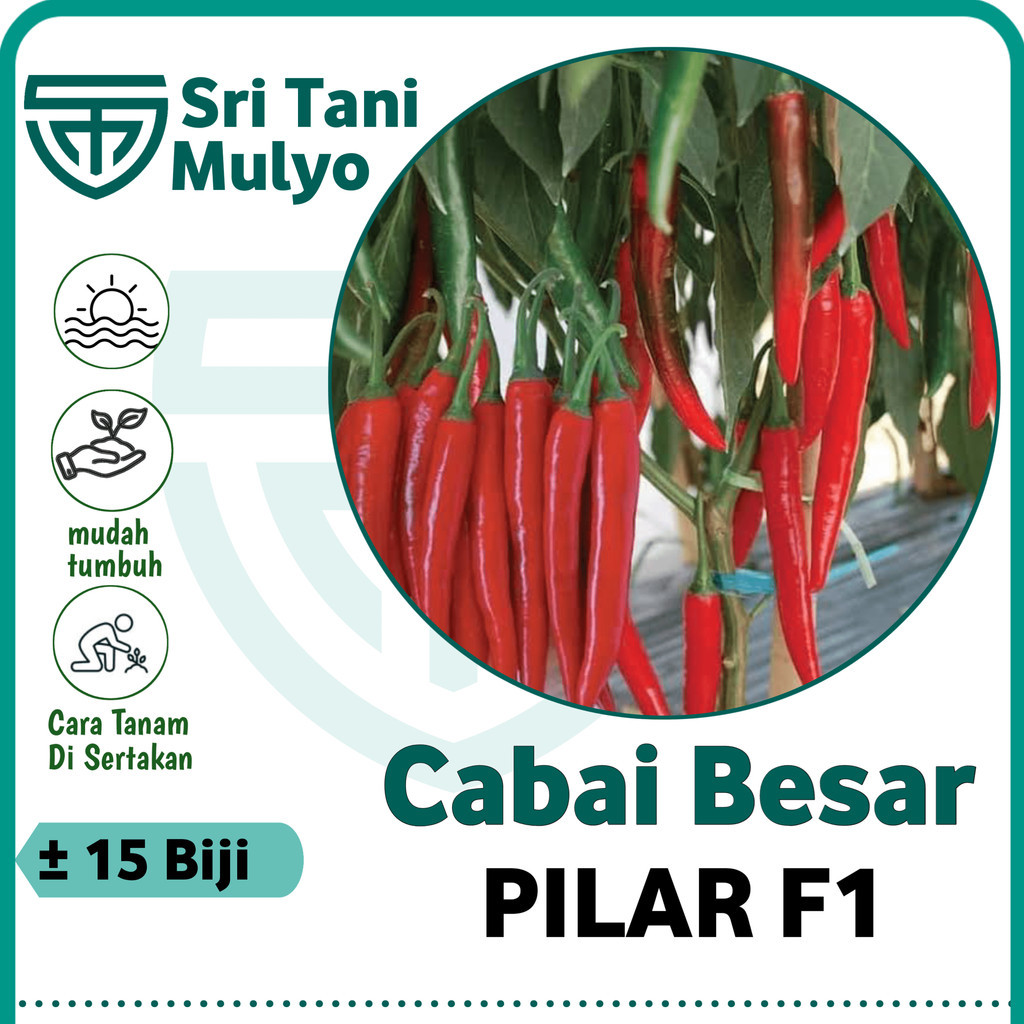 Jual 15 Biji Benih Cabe Merah Besar Pilar F1 Cap Panah Merah Repack