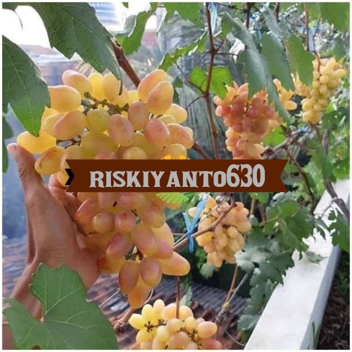 Jual Bibit Tanaman Buah Anggur Transfiguration Grafting Import Shopee