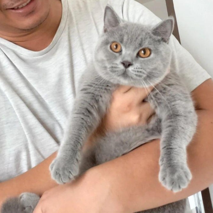 Jual Kucing British Shorthair Bsh Non Ped Female Indukan Betina Blue