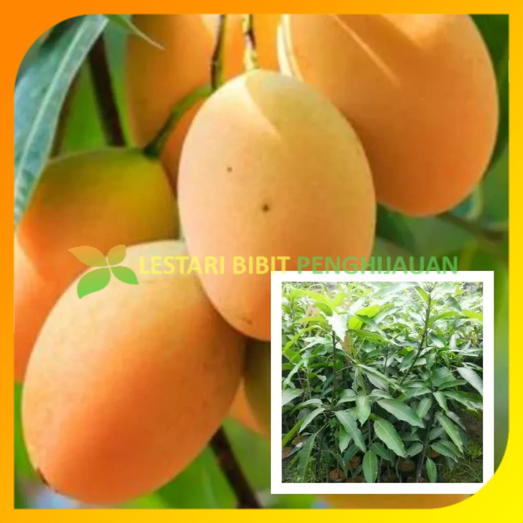 Jual Bibit Tanaman Mangga Madu Anggur Afrika Hasil Stek Okulasi Cepat