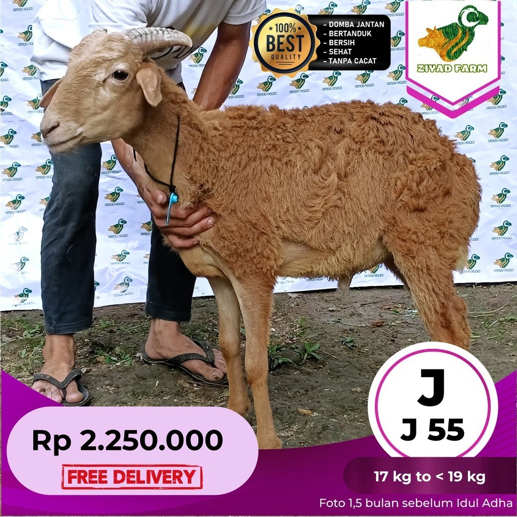 Jual Domba Qurban Tipe Junior J55 Bobot 17 Sd 19 Kg Shopee Indonesia