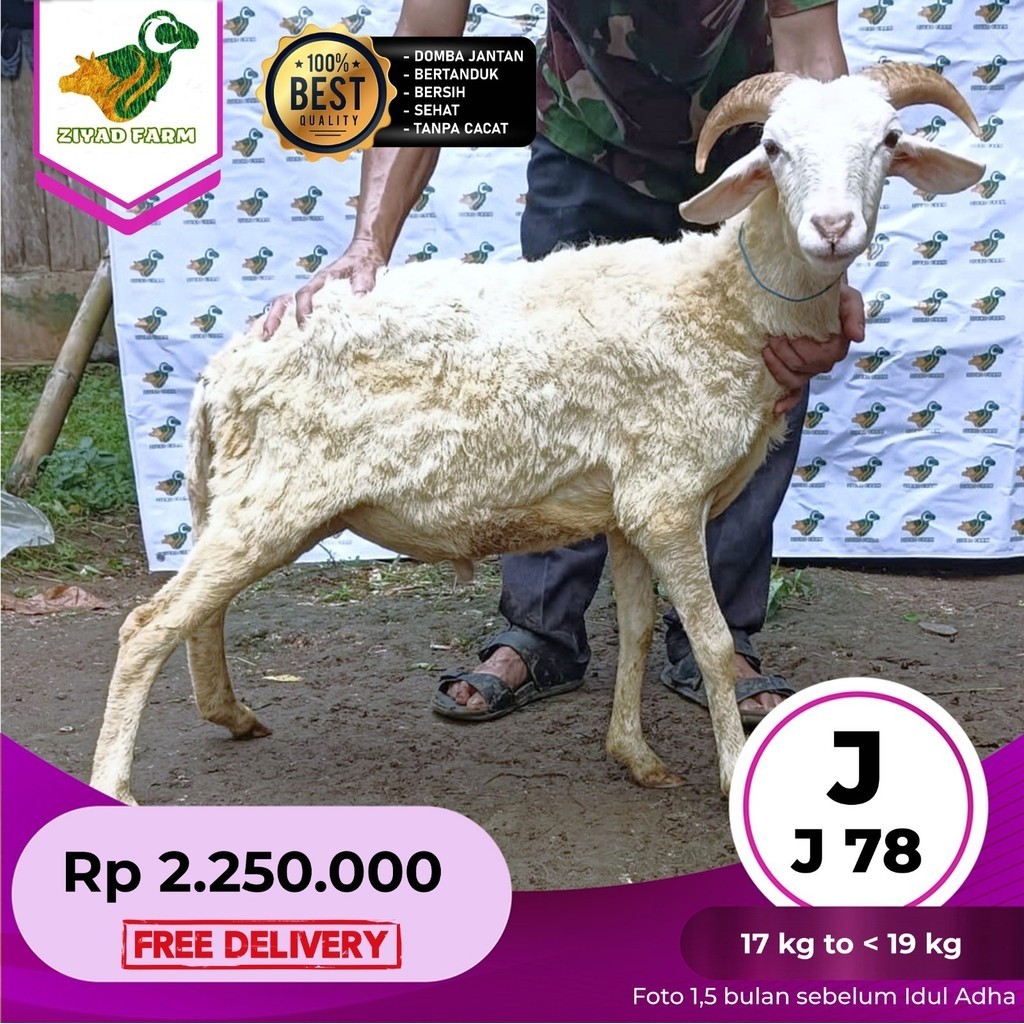 Jual Domba Qurban Tipe Junior J Bobot Sd Kg Shopee Indonesia