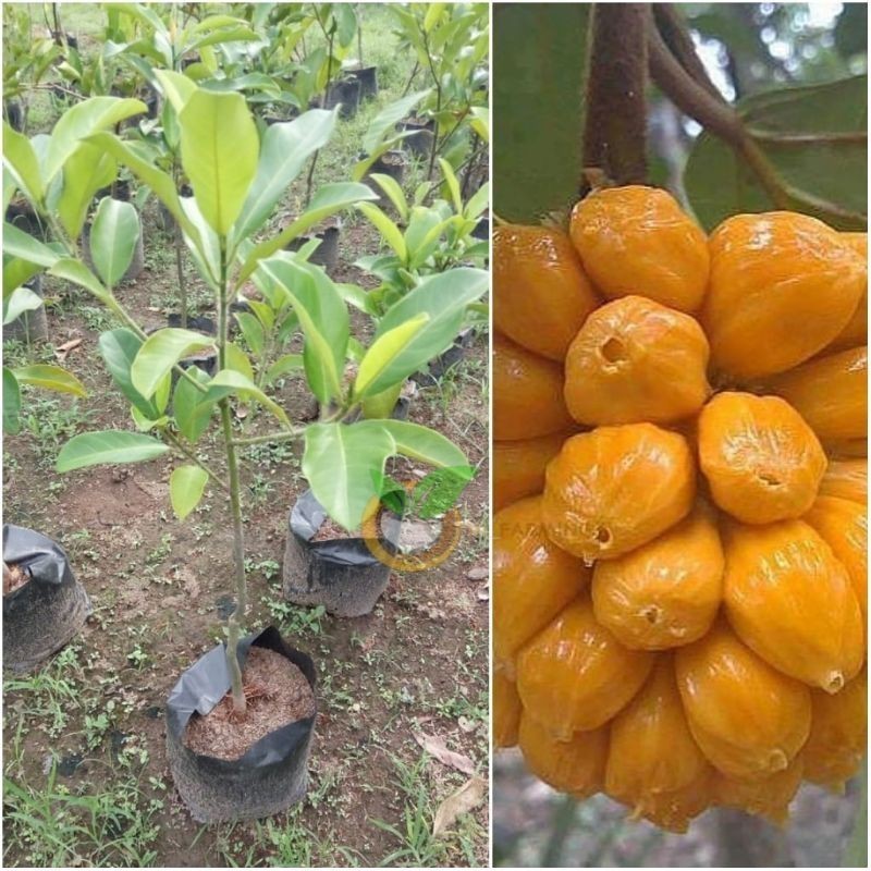 Jual Produk Bibit Cempedak King Malaysia Buah Lebih Besar Shopee