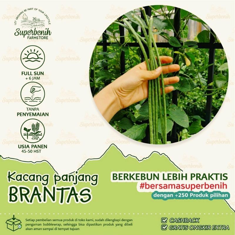 Jual RM 20 Biji Benih Kacang Panjang BRANTAS Lebih Tahan Virus