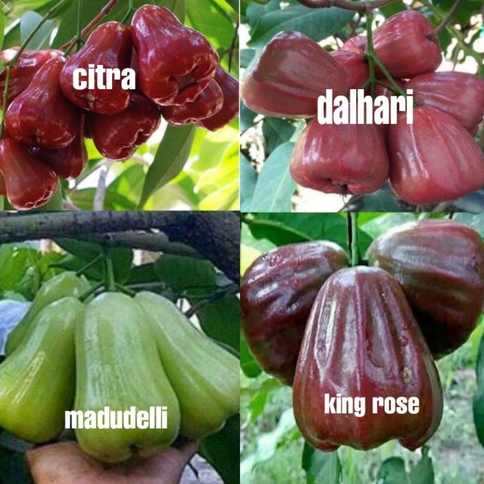 Jual Paket Isi 4 Bibit Jambu Air Dalhari Citra Madu Deli King Rose