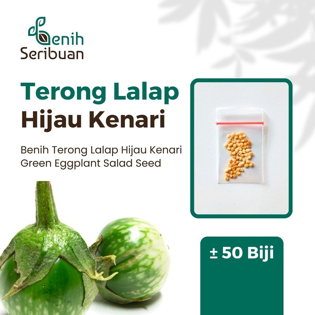 Jual Benih Seribuan Bibit Sayuran Terong Lalap Hijau Kenari Unggul