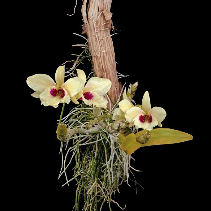 Jual Dendrobium Albosanguineum Bumi Orchids Anggrek Koleksi Shopee