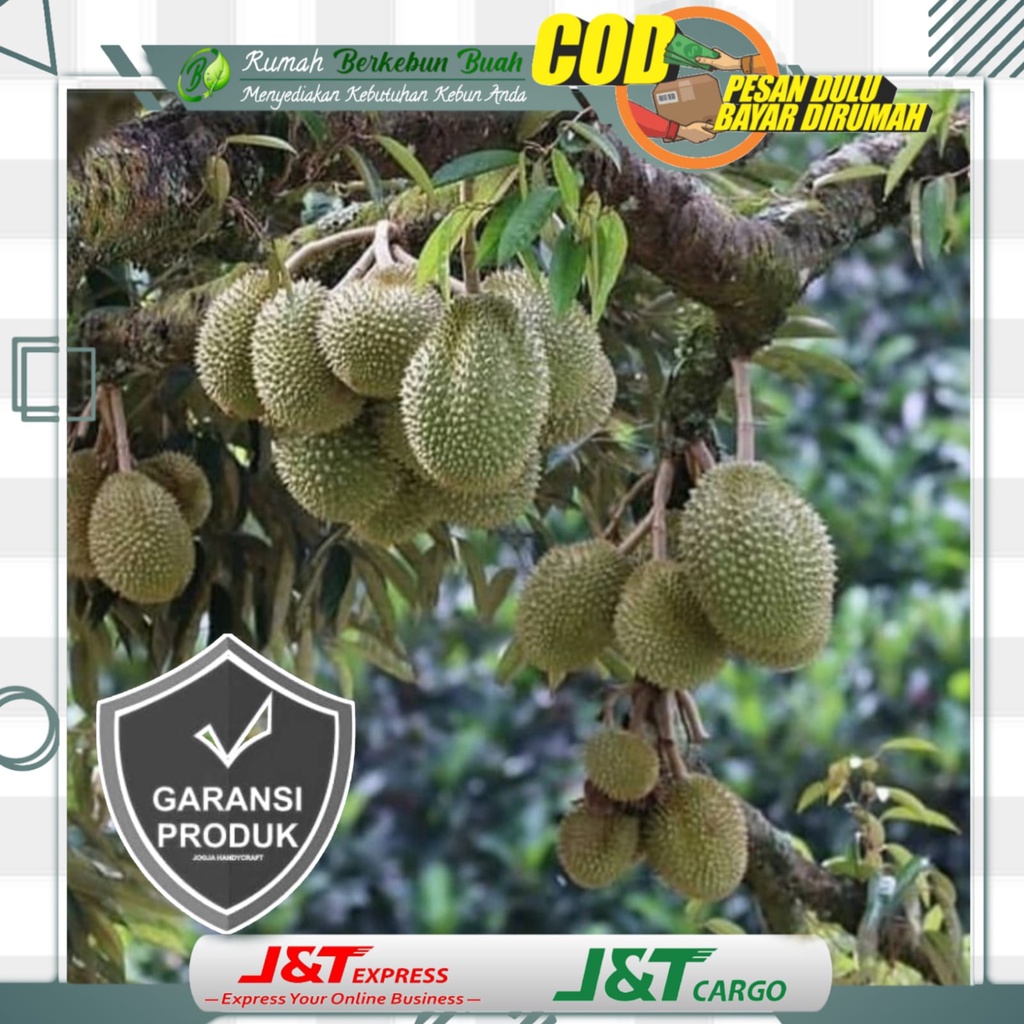 Jual Bibit Durian Musangking Asli Tanaman Bibit Buah Super Duren Musang King Unggul Durian