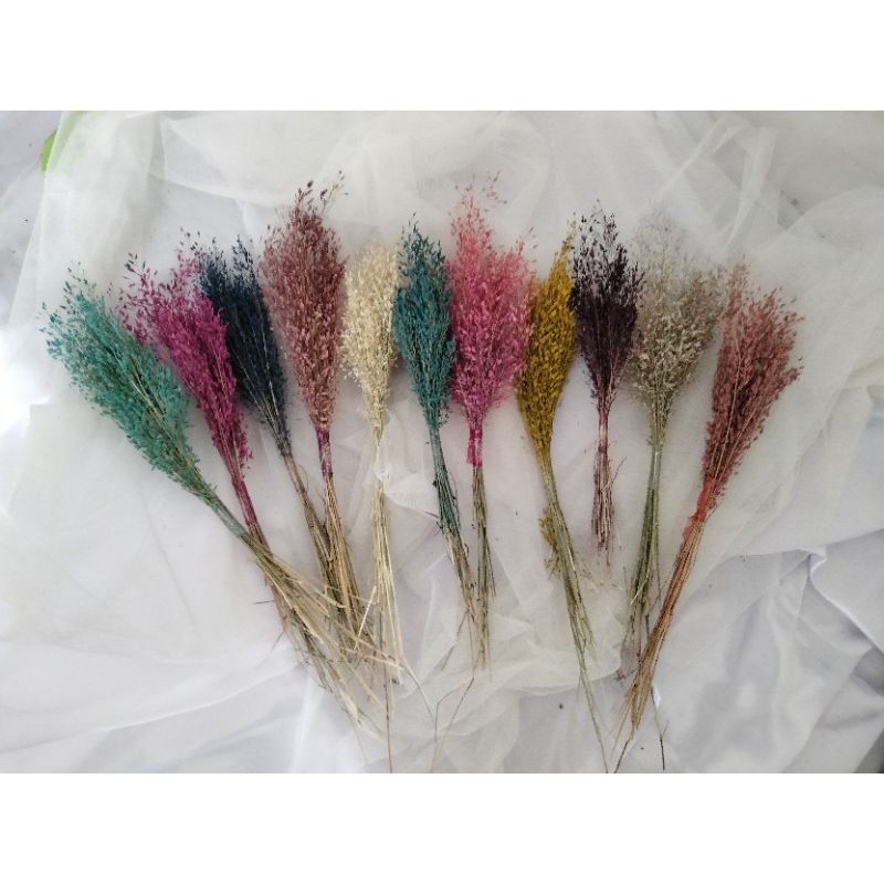 Jual springkle grass warna warni perikat murah | Shopee Indonesia