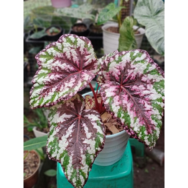 Jual tanaman hias begonia tricolor | Shopee Indonesia
